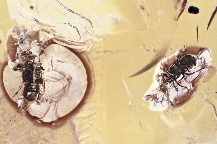 Two Fossil Ant-Loving Beetles (Pselaphinae) in Baltic Amber #346598